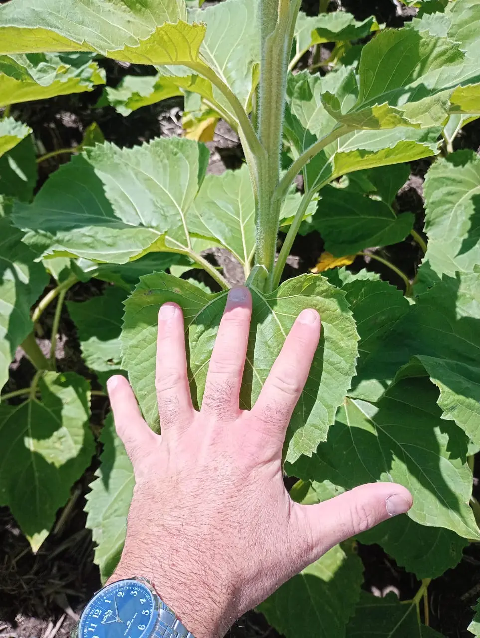 Planta Testigo sin Nexula